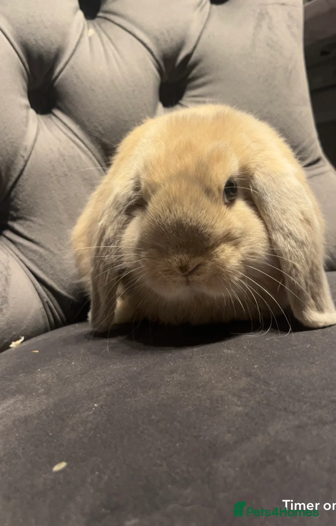 Mini Lop rabbits for sale: Mini lop baby  - Advert 1