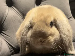 Mini Lop rabbits Mini lop baby - Advert 1