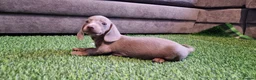 Miniature Dachshund dogs for sale: MINIATURE DACHSHUNDS PUPPIES  - Advert 23