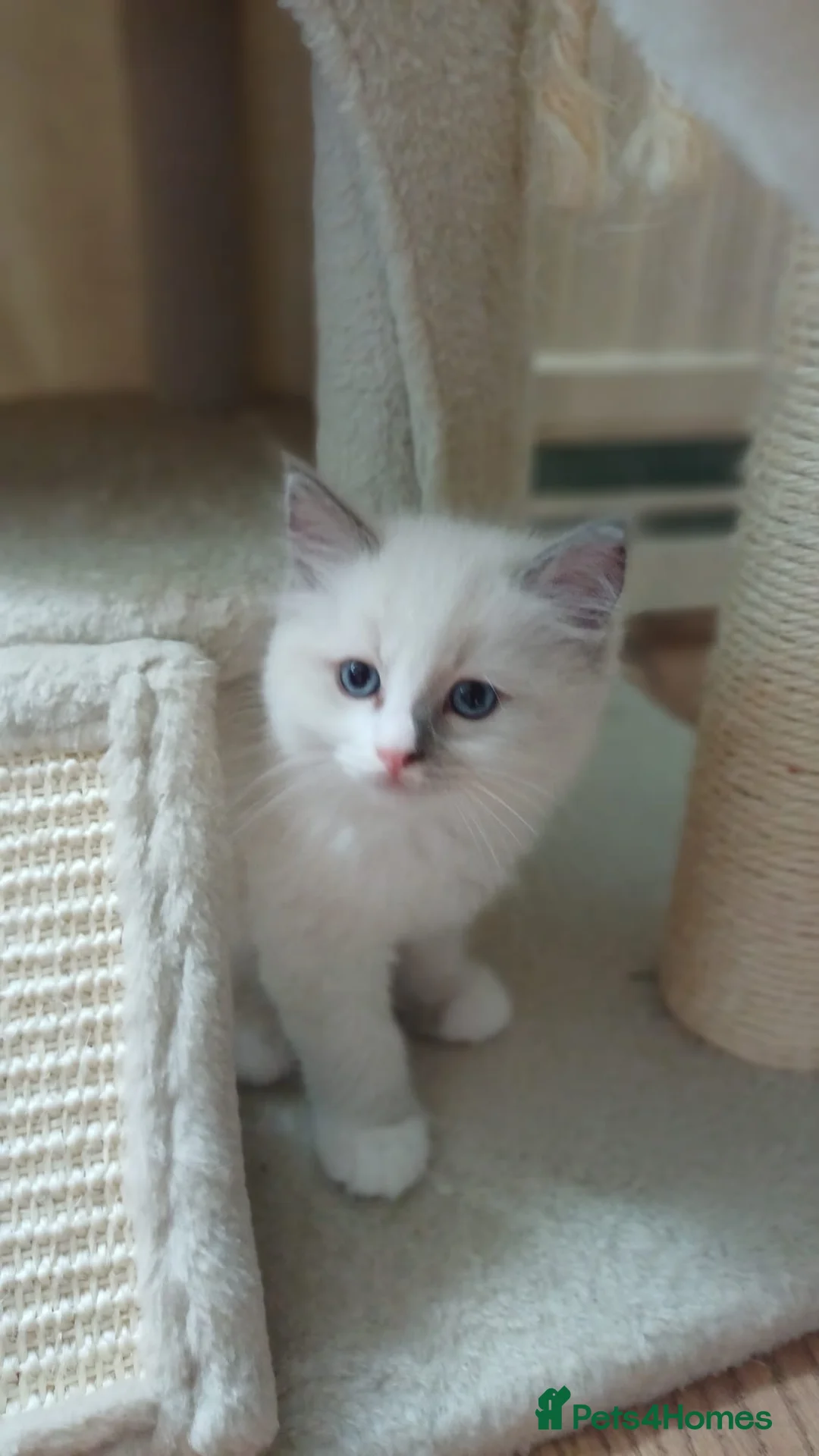 Ragdoll cats for sale: Cute ragdoll kittens - Advert 2