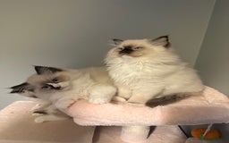 Ragdoll cats for sale: 3 musketeers😍 - Image 4