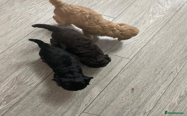 Mixed Breed dogs - Advert 16