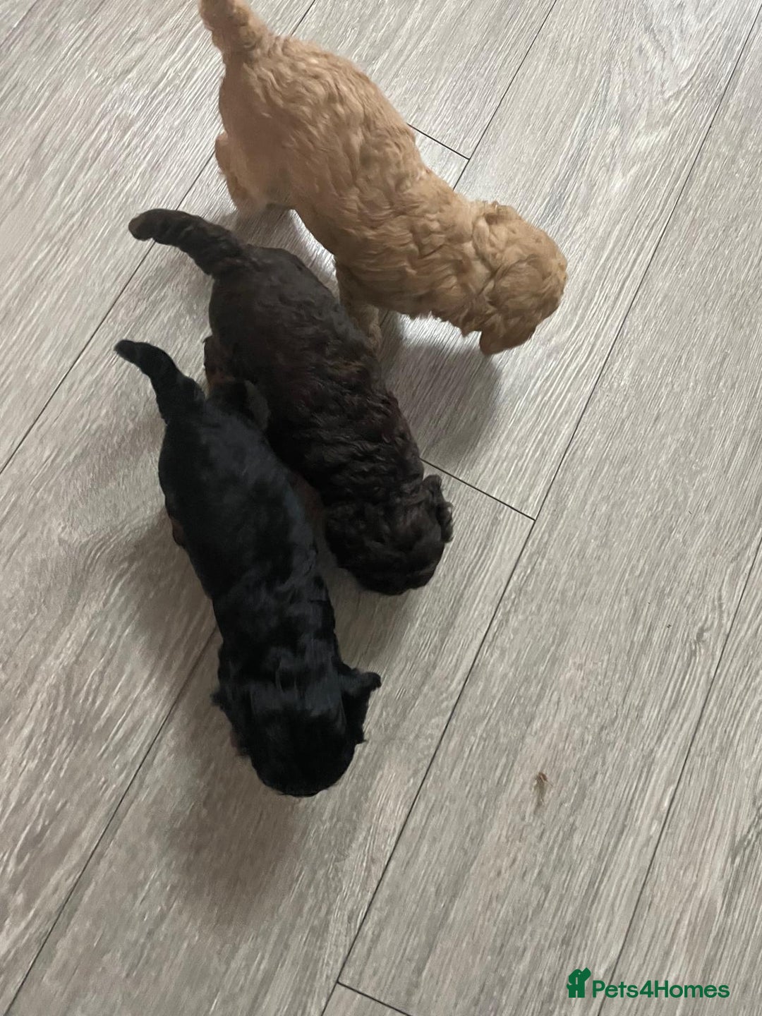 Mixed Breed dogs for sale: Beautiful cocker/cavapoo puppies  - Image 1