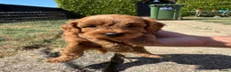 Cockapoo dogs for sale: F1b cockapoo  - Advert 10