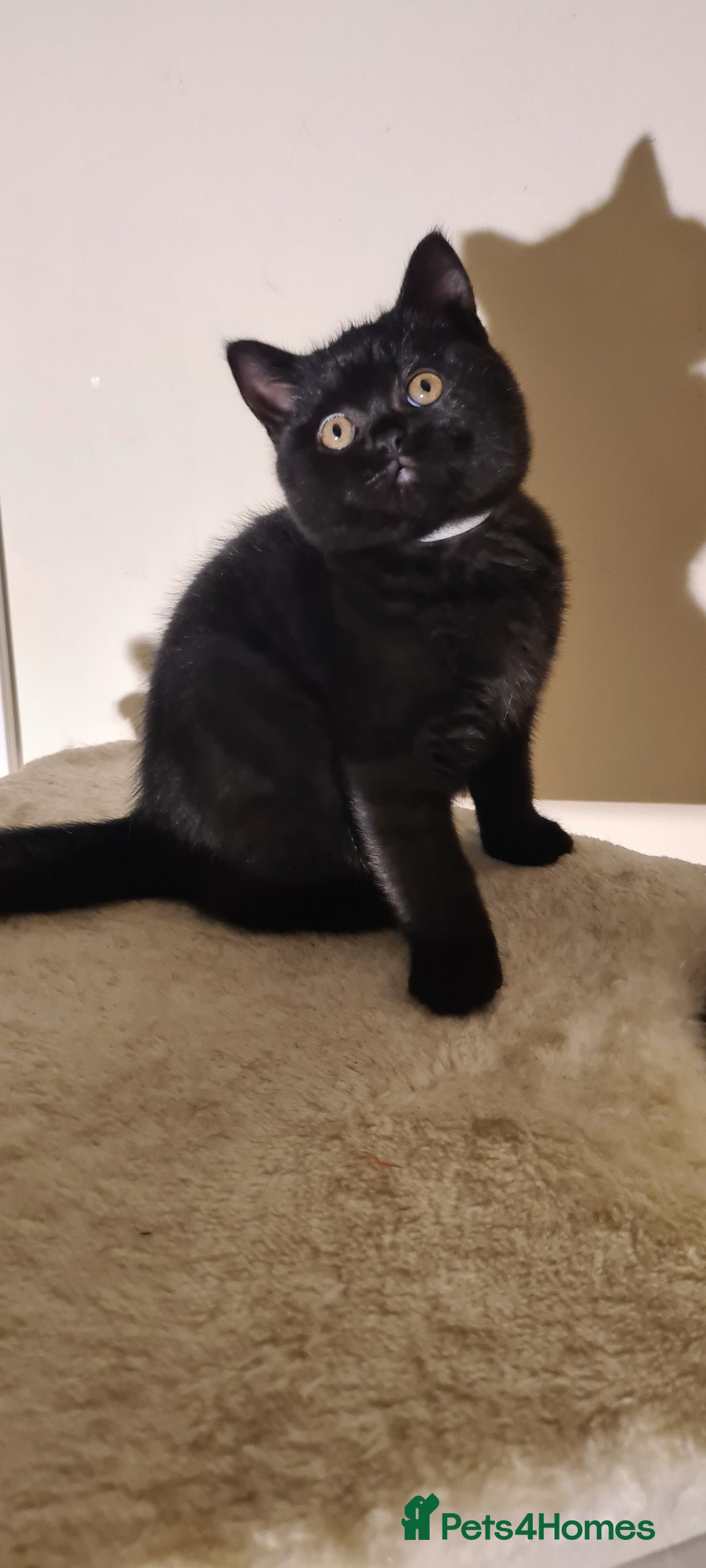 British Shorthair cats for sale: British shorthair black and blue kittens - Advert 27