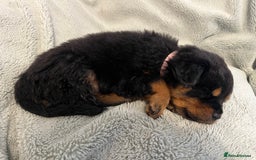 Rottweiler dogs for sale: Rottweiler Puppies  - Image 9