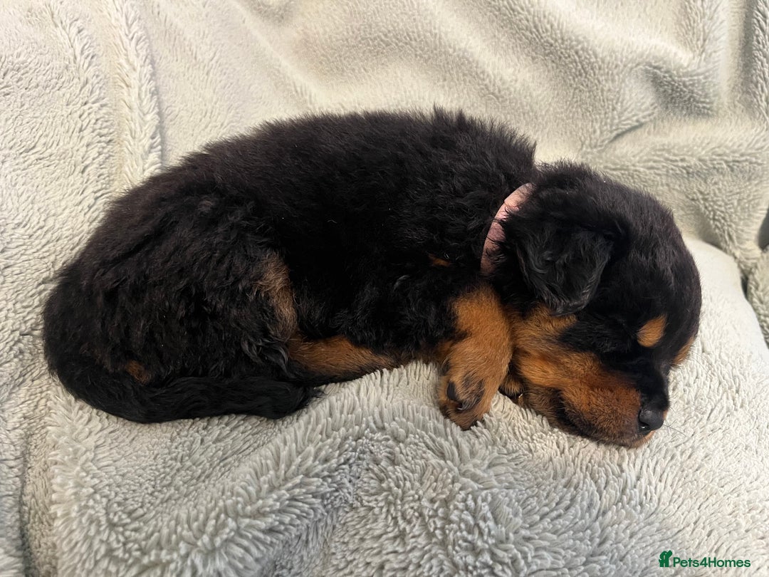 Rottweiler dogs for sale: Rottweiler Puppies  - Image 9