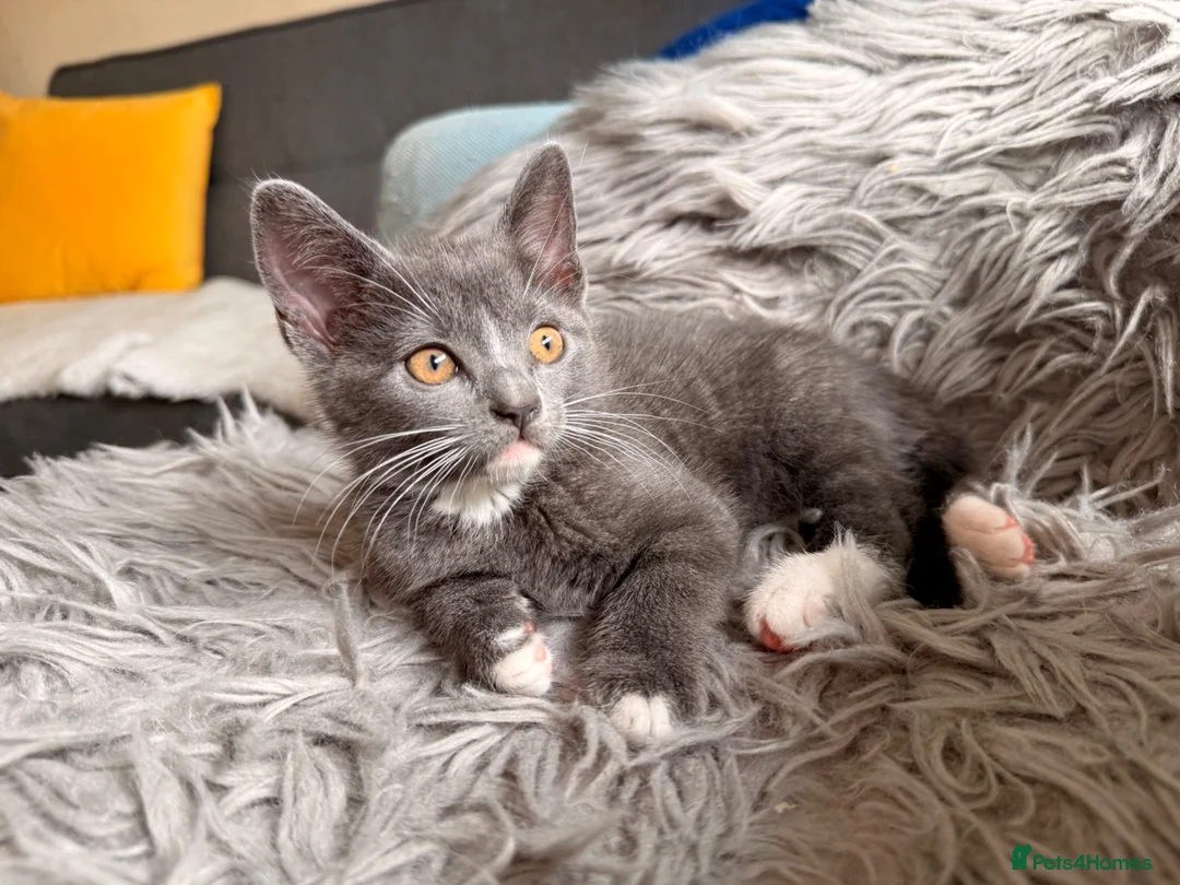 Mixed Breed cats for sale: 🐾 Clean, Healthy Bombay x Turkish Van Kittens - Advert 1