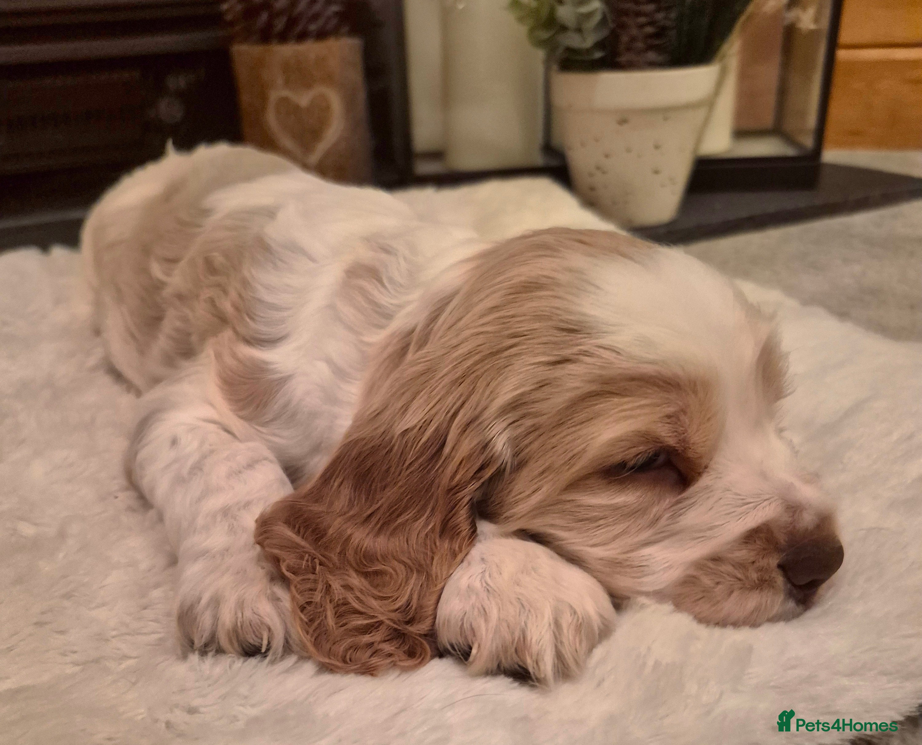 Cocker Spaniel dogs KC Reg,Health Tested, Show Cocker Spaniel Puppies  - Advert 17