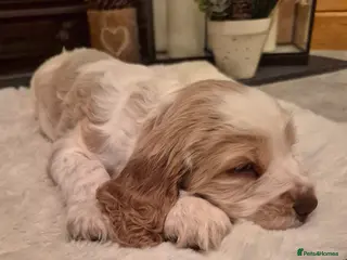 Cocker Spaniel dogs KC Reg,Health Tested, Show Cocker Spaniel Puppies - Advert 17