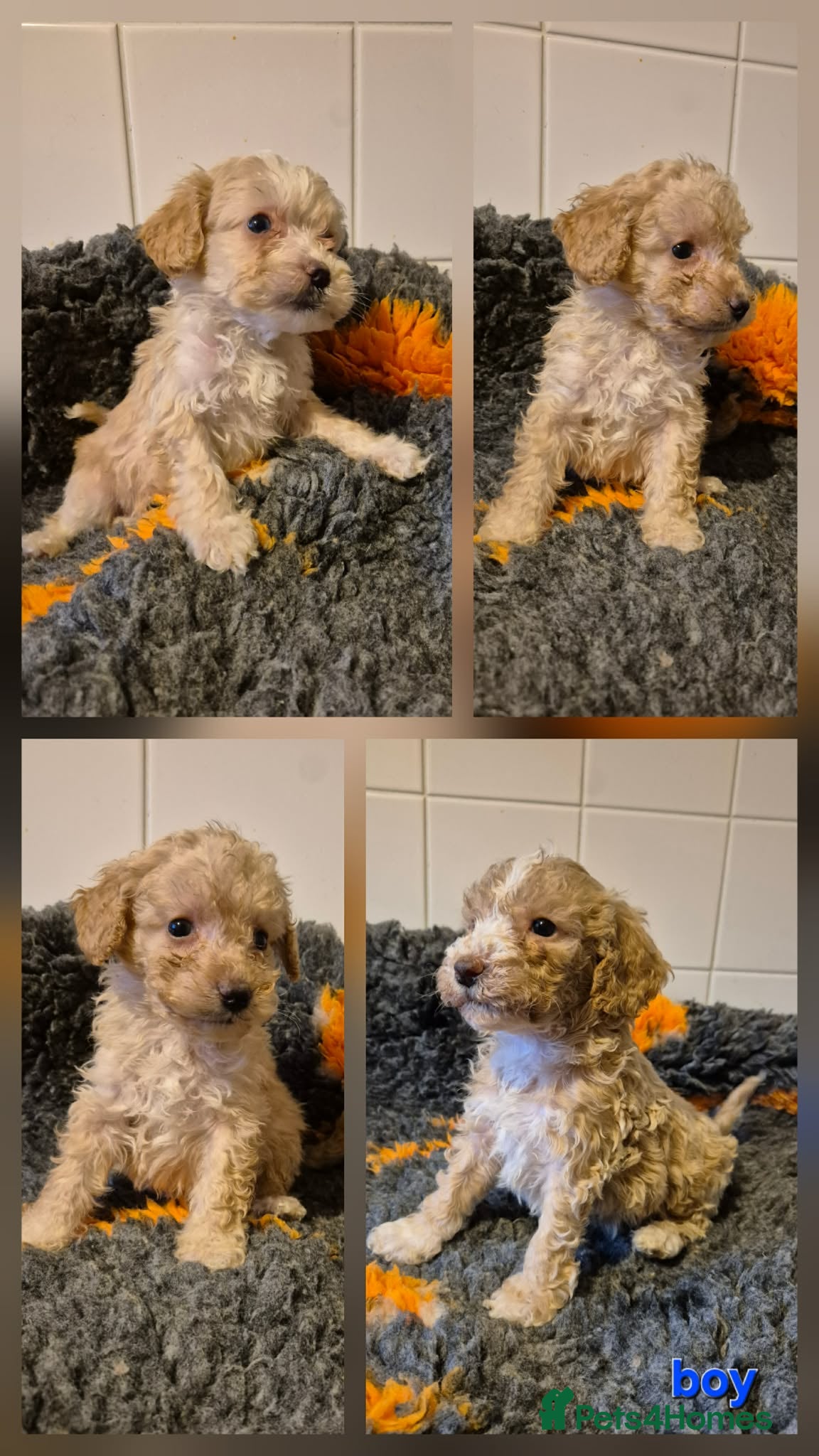 Cockapoo dogs F1B Cockapoo Boys - ready start jan - Advert 6