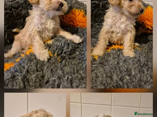 Cockapoo dogs F1B Cockapoo Boys - ready start jan - Advert 6