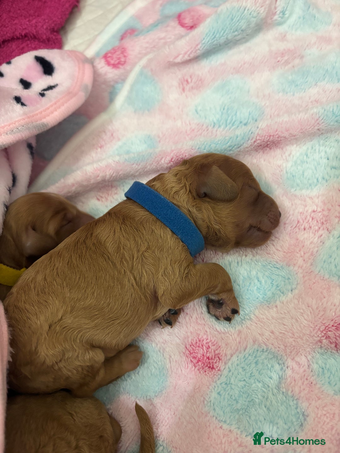 Cockapoo dogs for sale: Red cockapoo pups 😍 3 weeks old almost  - Advert 7