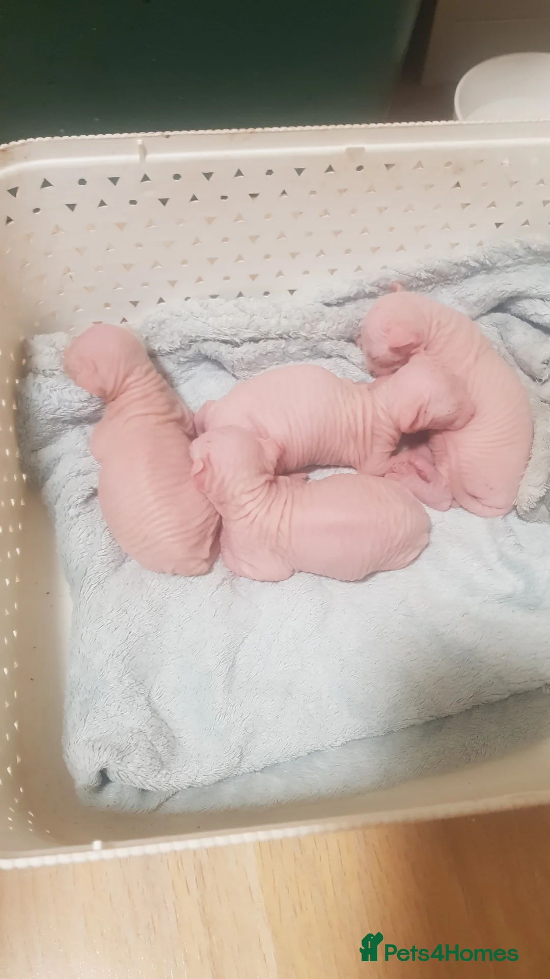 Sphynx cats for stud:  odd eyes shpynx elf ear STUD available.  in Colchester - Advert 8