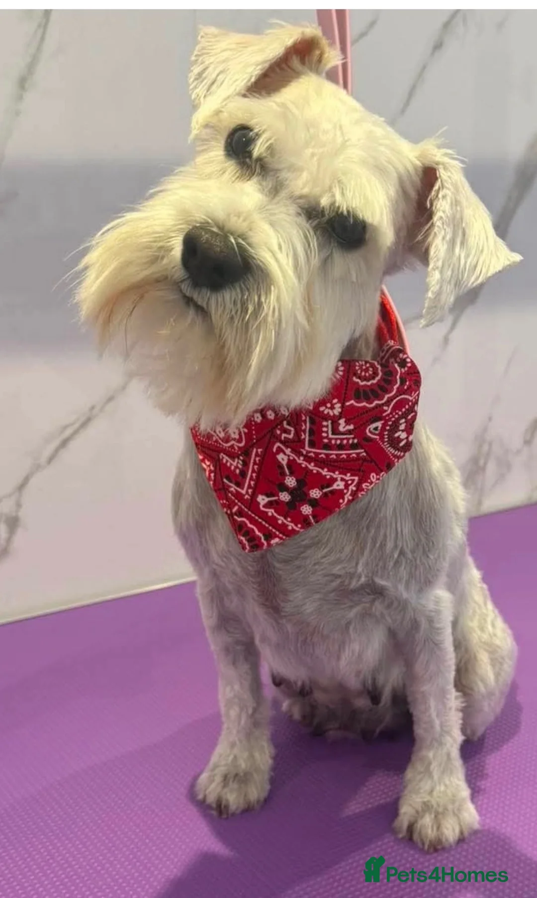Miniature Schnauzer dogs for sale: 🩷Beautiful Miniature Schnauzer Adult Girl 🩷 - Advert 1