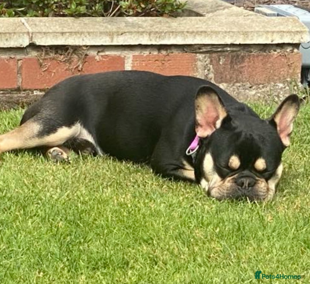 French Bulldog dogs for sale: Beautiful kc reg boy seeking family to love him - Image 1