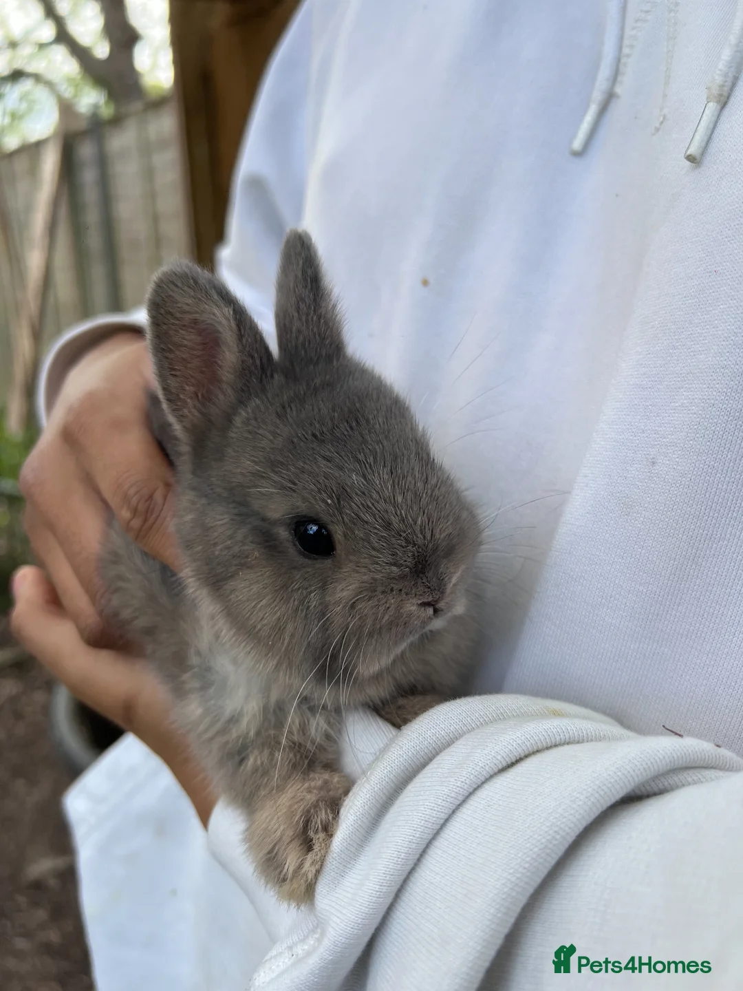 Netherland Dwarf rabbits for sale: Purebred Netherland dwarf bunnies - Advert 1