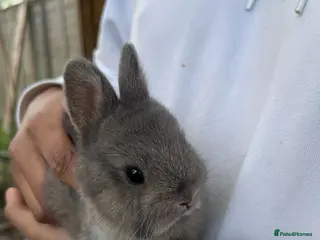 Netherland Dwarf rabbits Purebred Netherland dwarf bunnies - Advert 2
