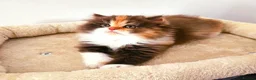 Persian cats for sale: Rare Brown Calico Persian Kitten - Advert 1