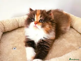Persian cats Rare Brown Calico Persian Kitten - Advert 11