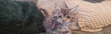 Kitten 3 - Girl - "Amara" Dark Pink Collar 💖