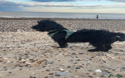 Mixed Breed dogs for sale: Dachshund Cross Pups - Image 9