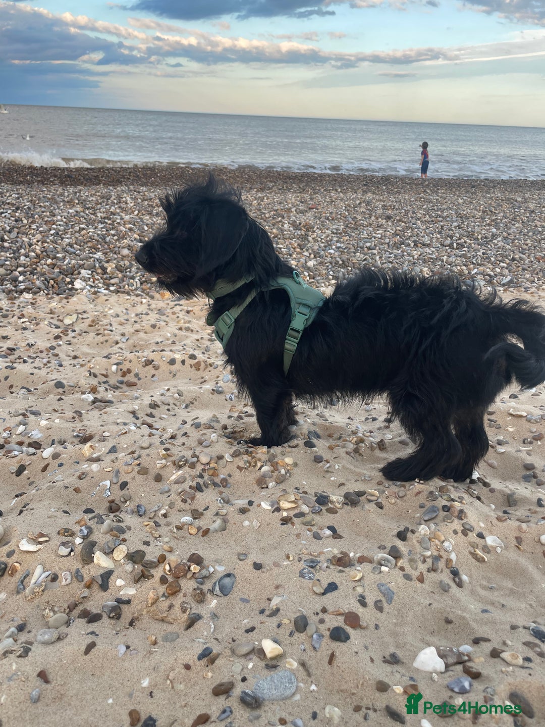 Mixed Breed dogs for sale: Dachshund Cross Pups - Image 9