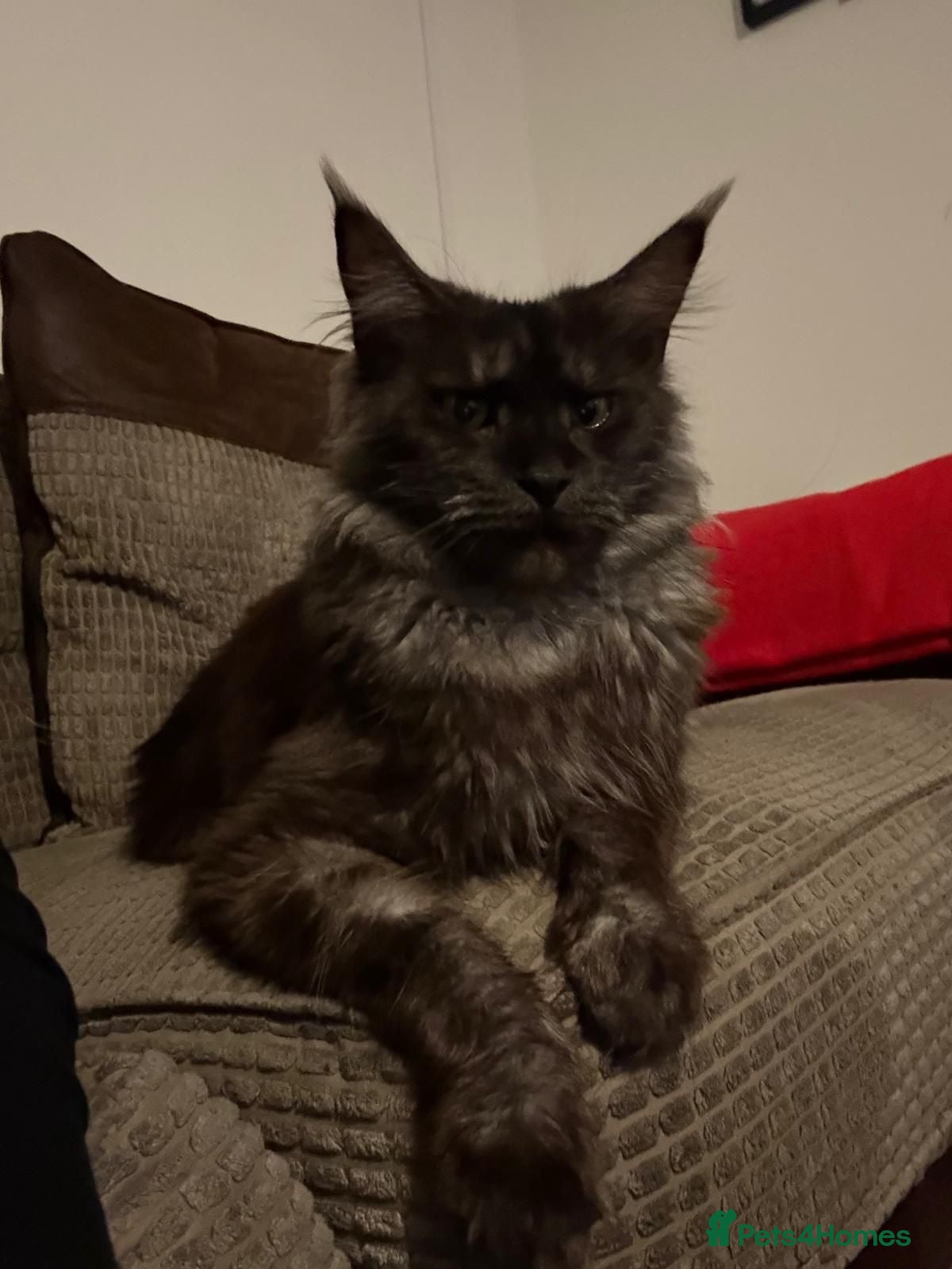 Maine Coon cats TICA Russian XL Maine Coon Female 🖤 - Advert 1