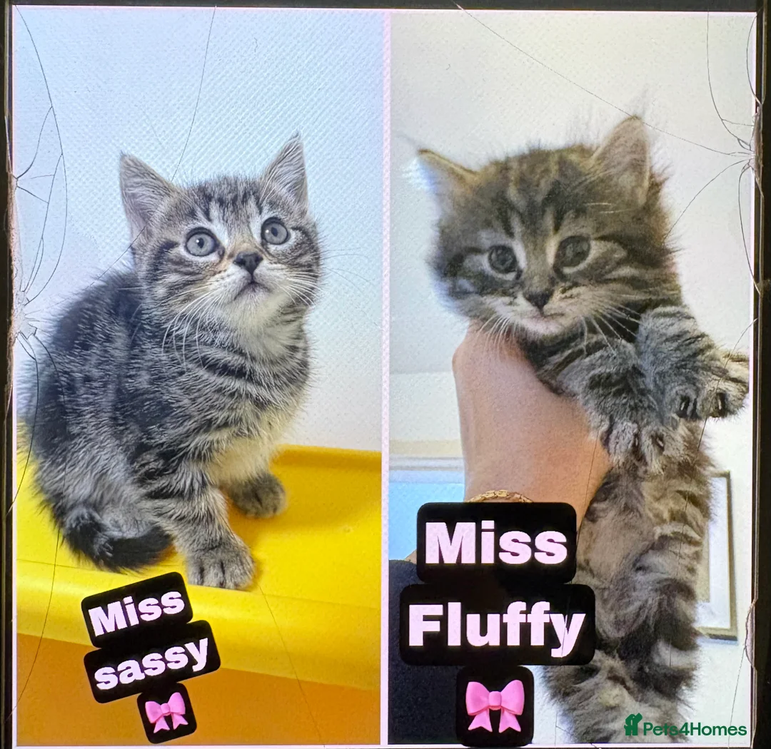 Scottish Fold cats for sale: 🐱💗💝 Ready to go on the 14th of February 💝 💗🐱 - Advert 1