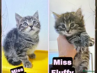 Scottish Fold cats 🐱💗💝 Ready to go on the 14th of February 💝 💗🐱 - Advert 3