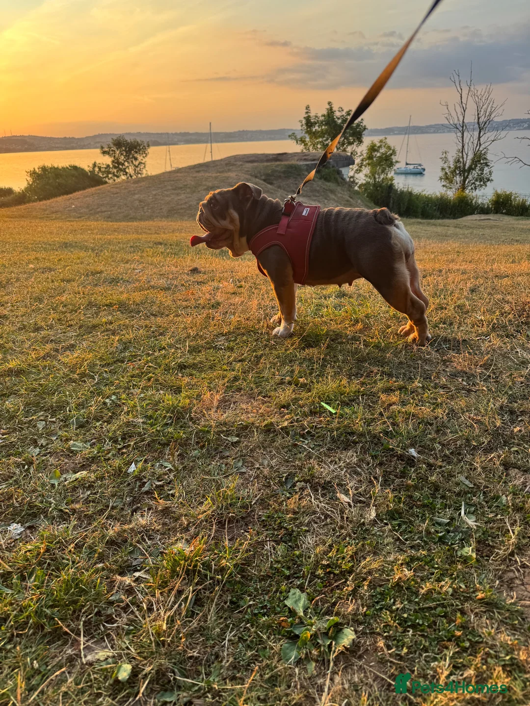 English Bulldog dogs for sale: Loving Bulldog Seeking Experienced Home in Brixham - Advert 2
