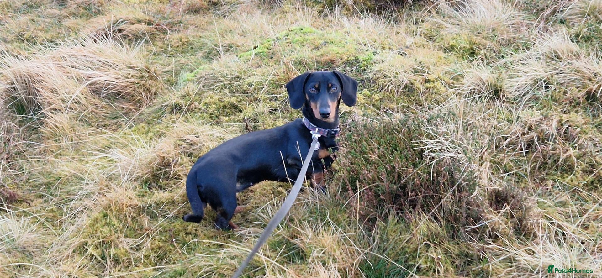 Miniature Dachshund dogs for sale: Miniature Dachshund Puppies  - Advert 2