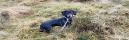 Miniature Dachshund dogs for sale: Miniature Dachshund Puppies  in Caernarfon - Advert 1