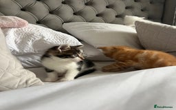 Domestic Shorthair cats for sale: Four beautiful male kittens  - Image 11