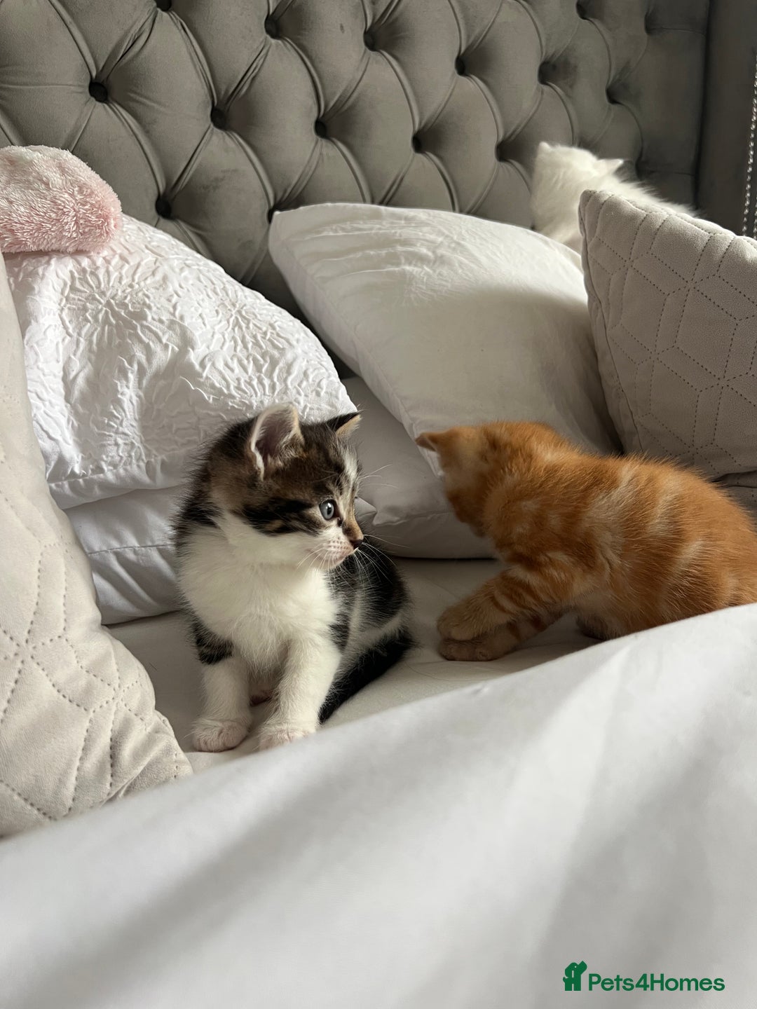 Domestic Shorthair cats for sale: Four beautiful male kittens  - Image 11