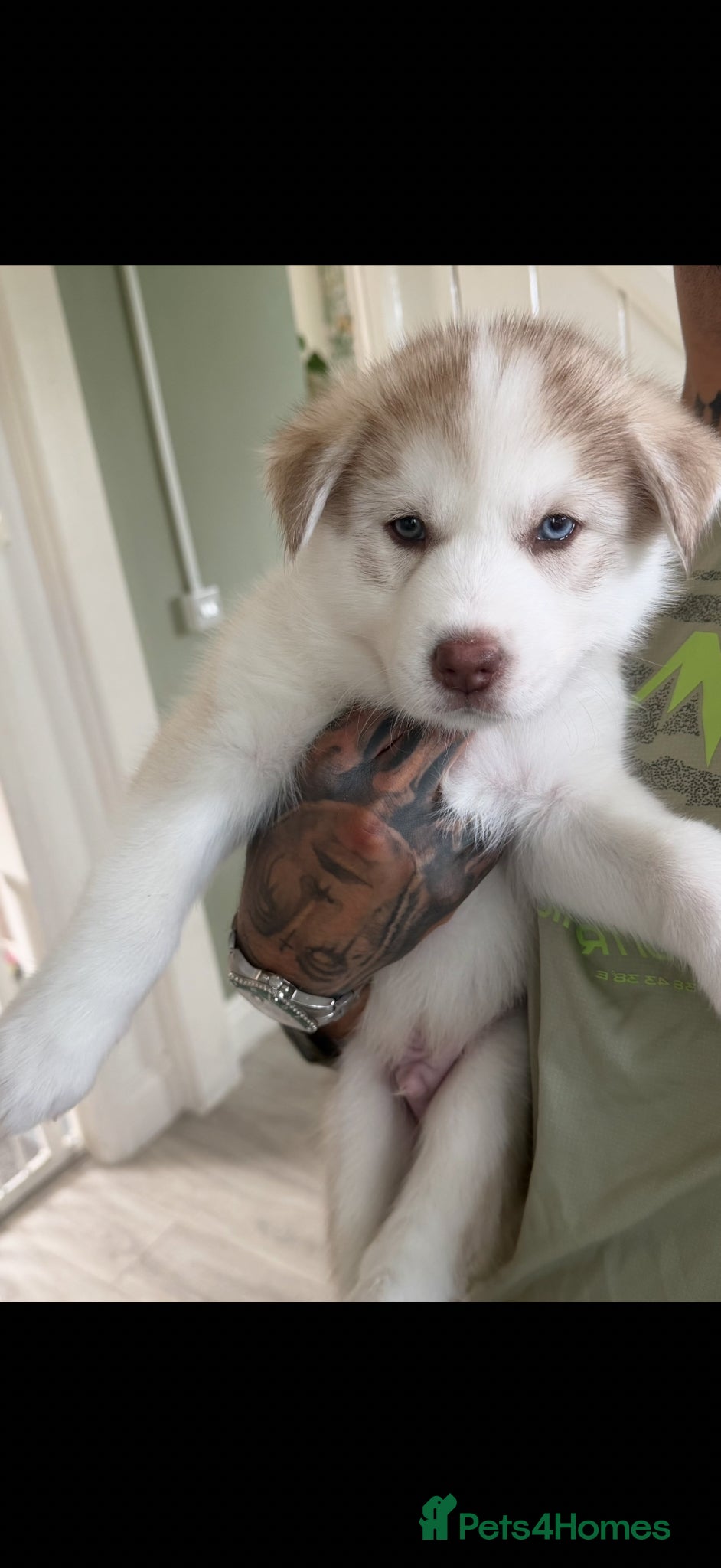 Siberian Husky dogs Siberian husky puppies  - Advert 2