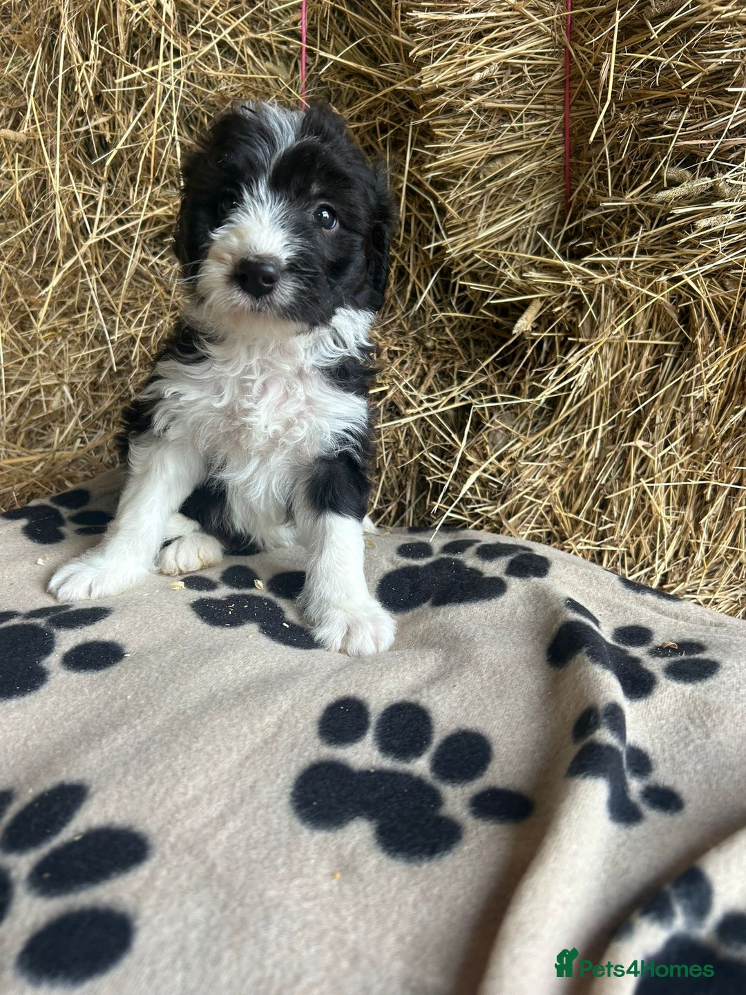 Bordoodle dogs for sale: Beautiful Bordoodle puppies - Image 14