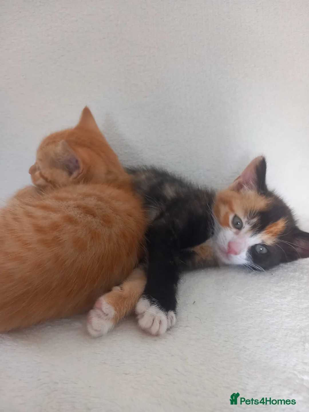 Mixed Breed cats for sale: 5 kittens waiting to be homed  in London - Advert 12