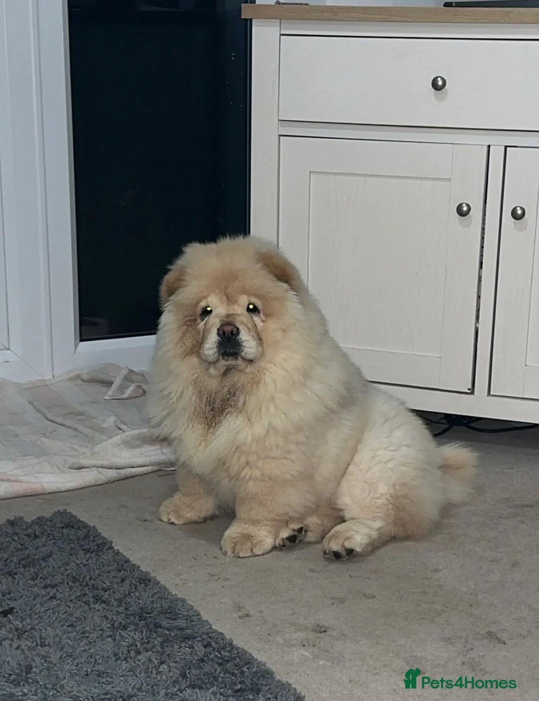 Chow Chow dogs for sale: KC Registered Female Chow Chow  - Advert 4