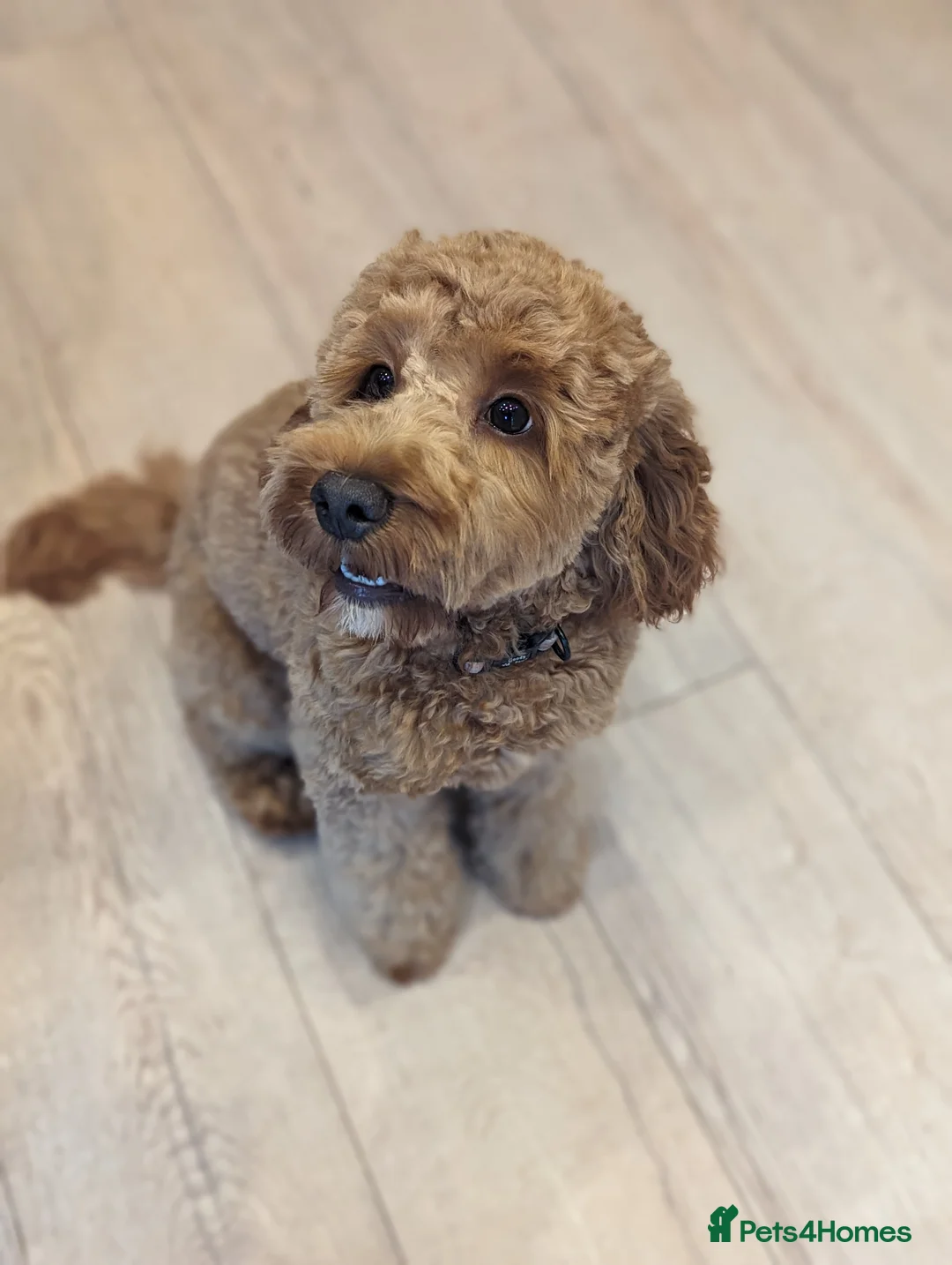Cockapoo dogs for sale: 2 year old female cockapoo  - Advert 9