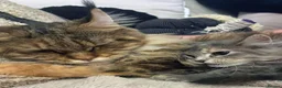 Maine Coon cats for sale: 3 x gorgeous Maine Coon kittens ready to leave. - Advert 10