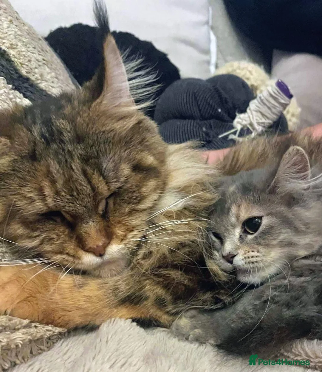 Maine Coon cats for sale: 3 x gorgeous Maine Coon kittens ready to leave. - Advert 10