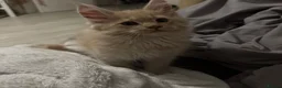 Maine Coon cats for sale: Beautiful Maine Coon kittens for sale. Two boys.🦁 - Advert 12
