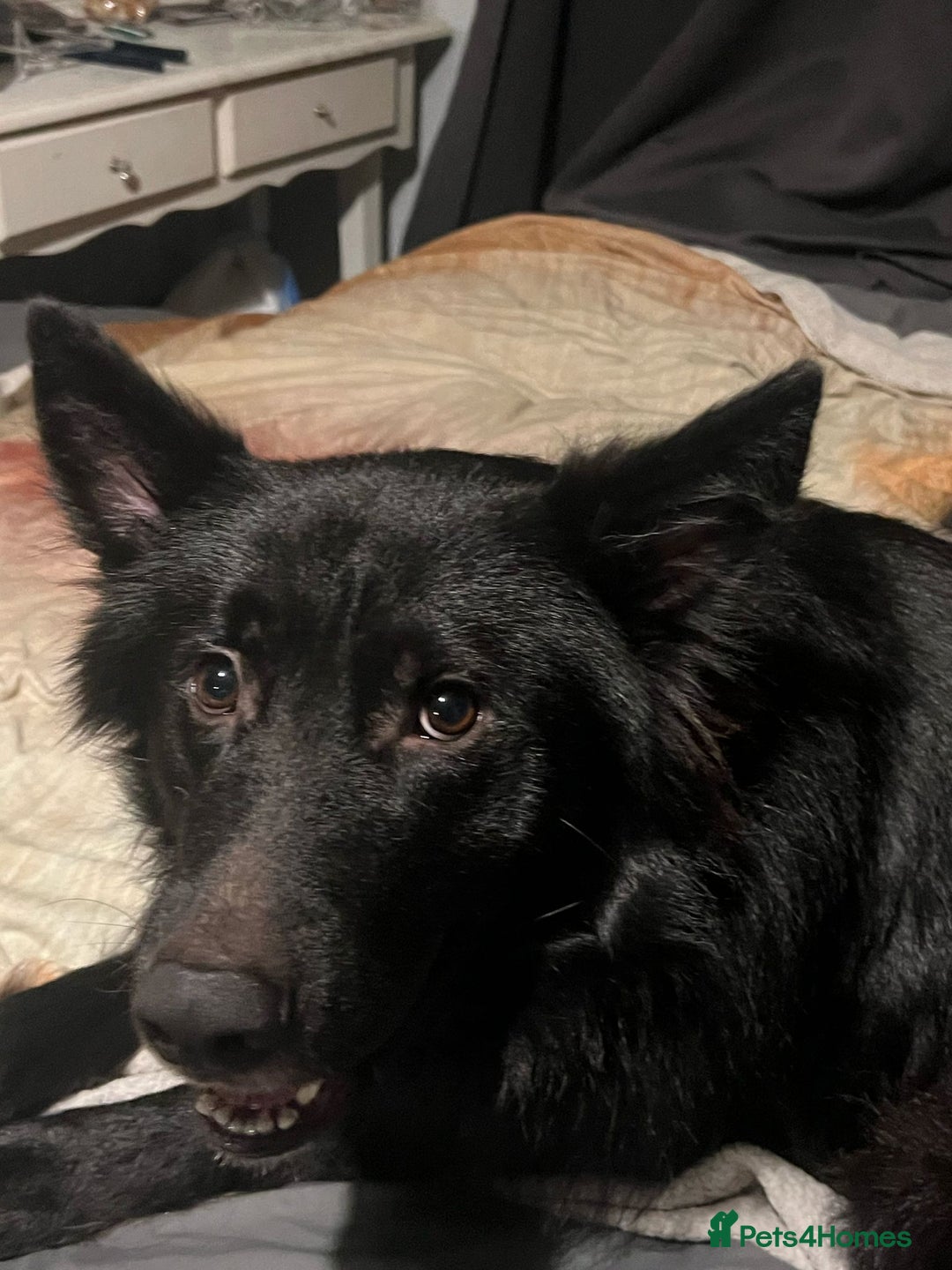 Mixed Breed dogs for sale: Beautiful male buster  - Advert 15