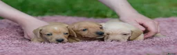 Miniature Dachshund dogs for stud: 🍦Cupid Draw back your bow🩷 up for stud!  - Advert 2