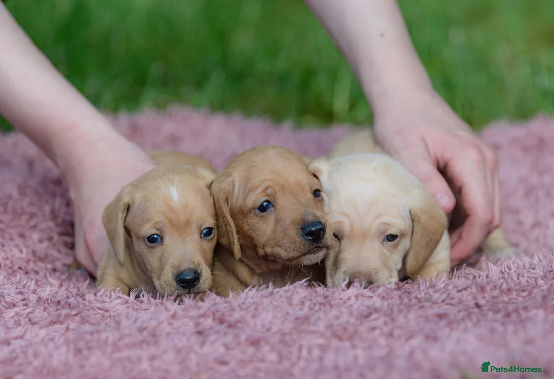 Miniature Dachshund dogs for stud: 🍦Cupid Draw back your bow🩷 up for stud!  - Advert 2