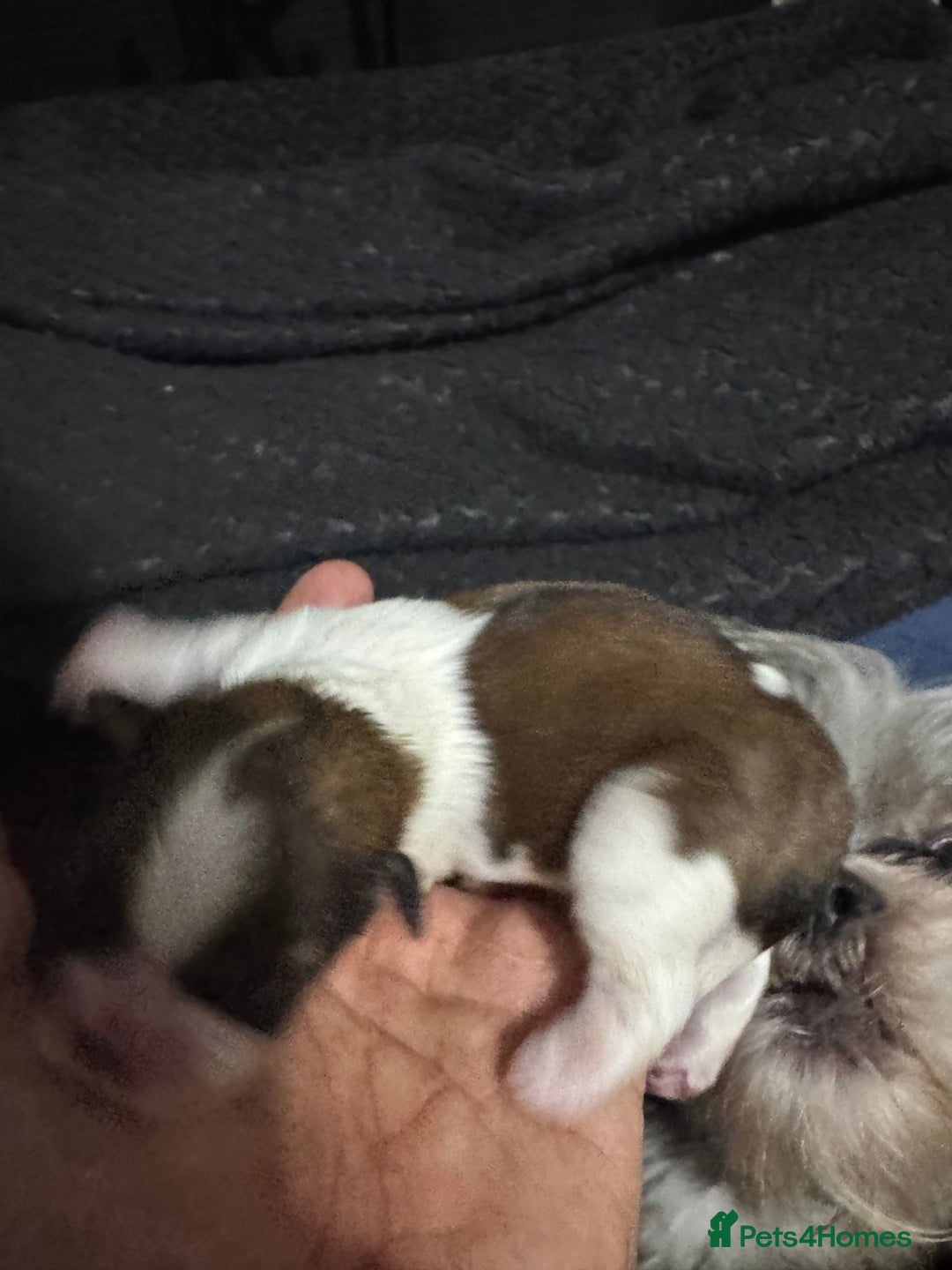 Mixed Breed dogs for sale: Single born beautiful male Shih Apso - Image 6