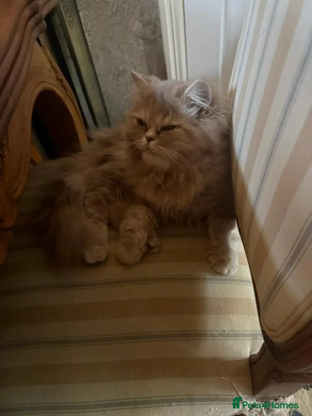 Persian cats for sale: Pure-bred Persian Girl (Female) - Ready Now £450 - Advert 8