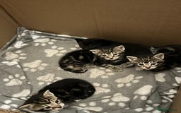 Bengal cats for sale: 3 Bengal mix kittens  - Image 21