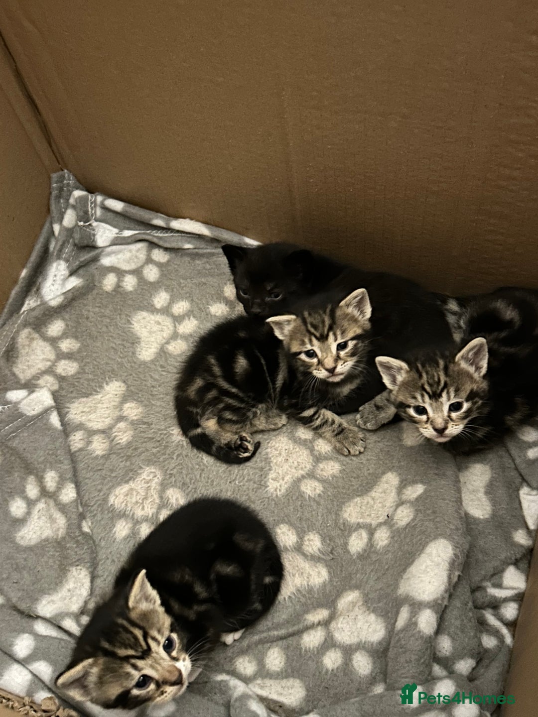Bengal cats for sale: 3 Bengal mix kittens  - Image 21